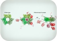 New approaches to disordered proteins