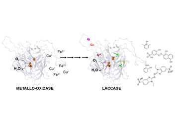 New enzyme by directed evolution