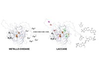 New enzyme by directed evolution