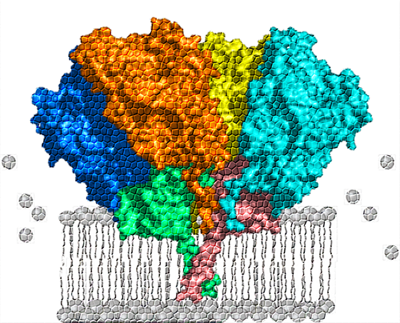New Marie Curie Training Network on Membrane Proteins 