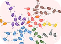 New study could help prevent misidentification of bacteria 