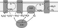 SQR and the respiratory chain