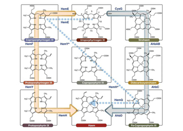 Odd enzymes as antibiotic targets