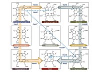 Odd enzymes as antibiotic targets