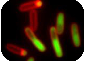 Old bacteria with fancy tricks