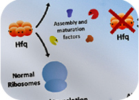 On building ribosomes