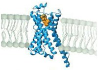 On Nobel Prizes and Membranes Proteins