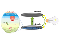 Optimizing microbial fuel cells