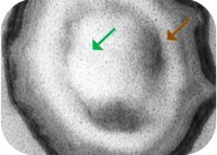 Origin and evolution of a bacterial developmental programme