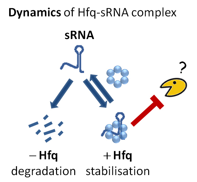 Who Killed RNA