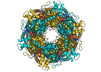 Pontin and Reptin featured in Science Signaling