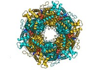 Pontin and Reptin featured in Science Signaling