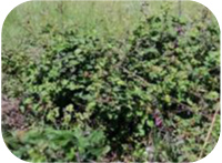 Portuguese wild blackberries trump commercial varieties