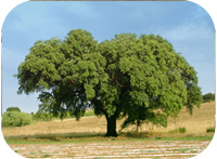 Present and Future of Cork Oak in Portugal