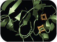 Protein Folding and Metal Ions 