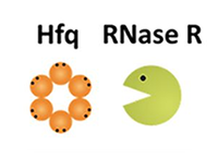 Proteins partner for crucial cellular quality control system