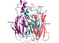 Regulating metals inside the cell