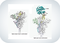 Detected the structural points that allow SARS-CoV-2 to deceive the immune system