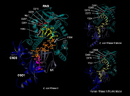 RNases presented at Protein Society Symposium in Zurich