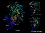 RNases presented at Protein Society Symposium in Zurich