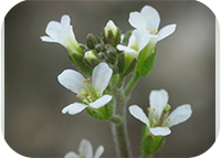 Science paper links root endodermis and microbiota in mineral balance