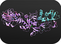 "Silencing" protein to weaken COVID-19