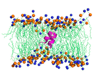 Simulating virus-host interaction