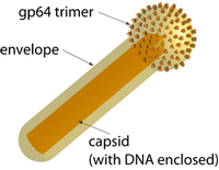 Stepping forward in gene therapy