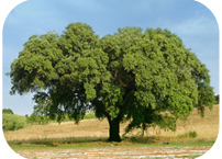 The future of cork oak: the book