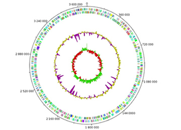 The genome of Desulfovibrio gigas 
