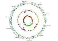 The genome of Desulfovibrio gigas 