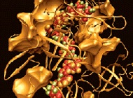 The picture of a super-enzyme 