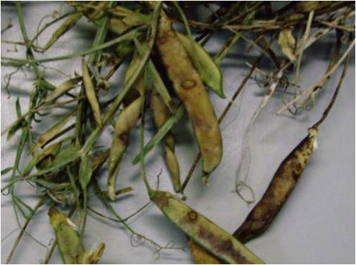 Grain legume-associated fungi family relationships