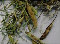 Grain legume-associated fungi family relationships