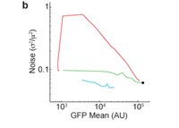 Reducing “noise” in gene expression