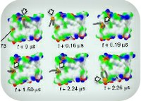 Finding the trigger to apoptosis