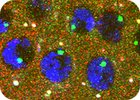 Under pressure: how do cells die?