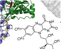 Understanding the role of vitamin B2 in lipid metabolism diseases