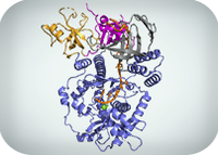 Another secret of a molecular scissor that helps prevent cancer