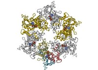 Yet a new role for multirole proteins