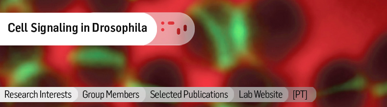 Cell-Signaling-in-Drosophila.jpg