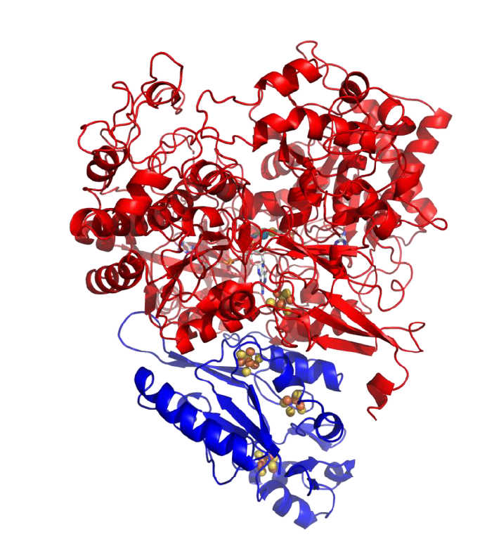 1. Estrutura da formato desidrogenase - DvFdhAB