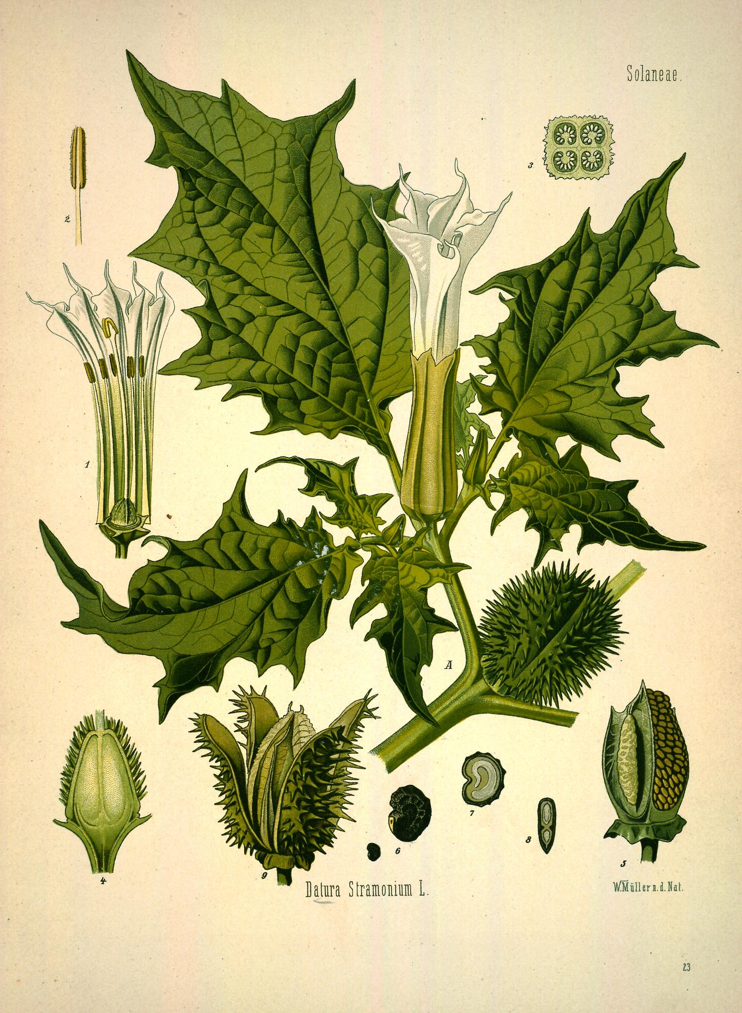 BHL - Datura stramonium - Kohler Medizinal-Pflanzen v1 pl 23 - 1887.jpg