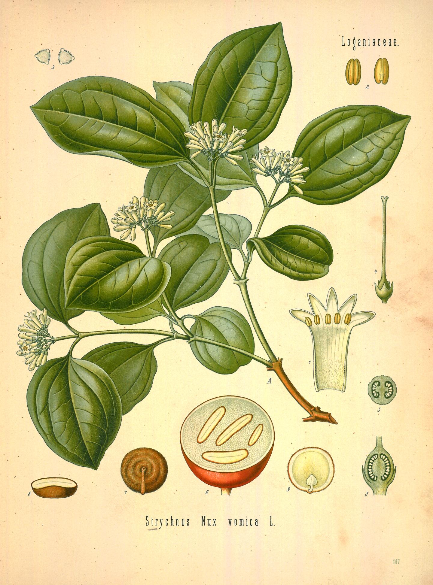 BHL - Strychnos nux-vomica - Kohler Medizinal-Pflanzen v2 pl 107 - 1888-90.jpg