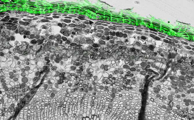 Plant Functional Genomics