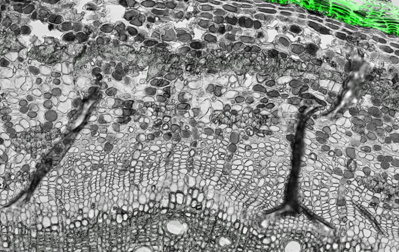 Plant Functional Genomics