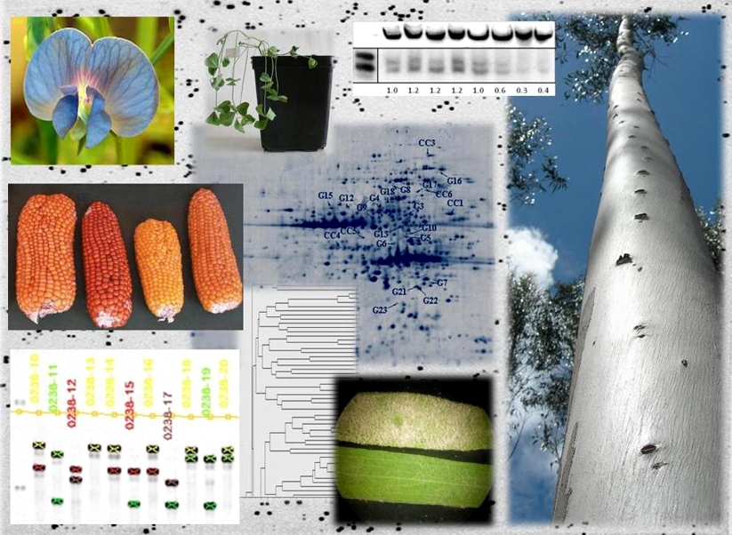 Plant Cell Biotechnology Lab ITQB