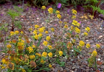 Bupleurum ranunculoides