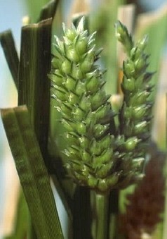Eleusine coracana subsp. coracana