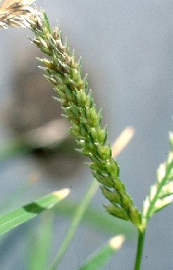 Eleusine indica